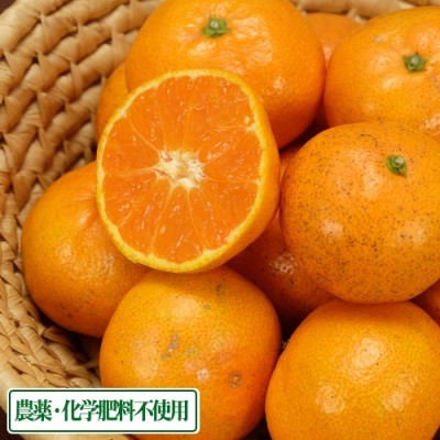 【無選別サイズ混合】 広島県産(とびしま) みかん 3kg 無・無 (広島県 とびしま農園) 産地直送