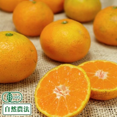有機 みかん A品 2.5kg 有機JAS 自然農法 (香川県 谷果樹園)