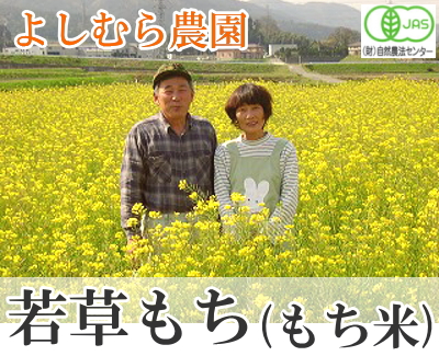 【令和4年度産売り尽くしセール!】 若草もち(もち米)(白米・玄米) 約3kg 有機JAS (福井県 よしむら農園) 産地直送