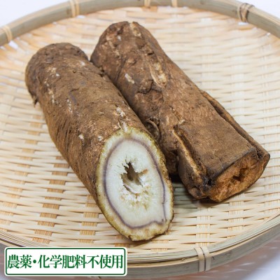 大浦ごぼう 1kg以上 サイズ混合 (福井県 よしむら農園) 無認可無農薬・無化学肥料 産地直送