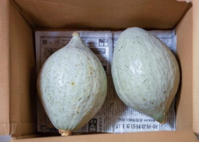 白栗かぼちゃ 5kg 自然農法 (青森県 小泉農園) 産地直送