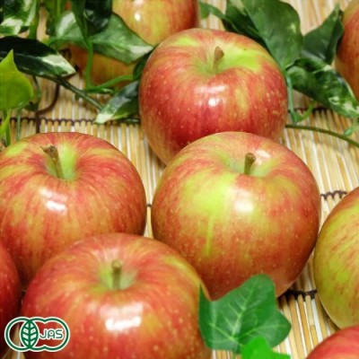 【予約・家庭用】有機りんご サンふじ 10kg箱 有機JAS (青森県 北上農園) 産地直送