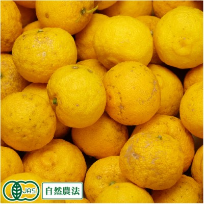 【加工用】 有機 ゆず 20kg 有機JAS 自然農法 (島根県 寺戸農園) 産地直送