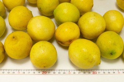 【セール】 湘南プライム有機イエローライム サイズ混合 3kg 有機JAS (神奈川県小田原 自然園いしわた農場) レモン