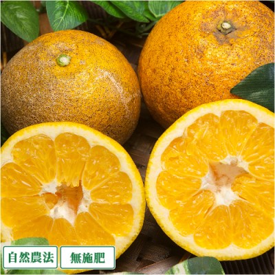 【B品・数量限定】 伊予柑 10kg 自然農法 無施肥 (愛媛県 風車の町佐田岬の会) 産地直送