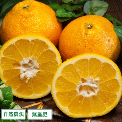 【数量限定】伊予柑 A品 5kg 自然農法 無施肥 (愛媛県 風車の町佐田岬の会) 産地直送